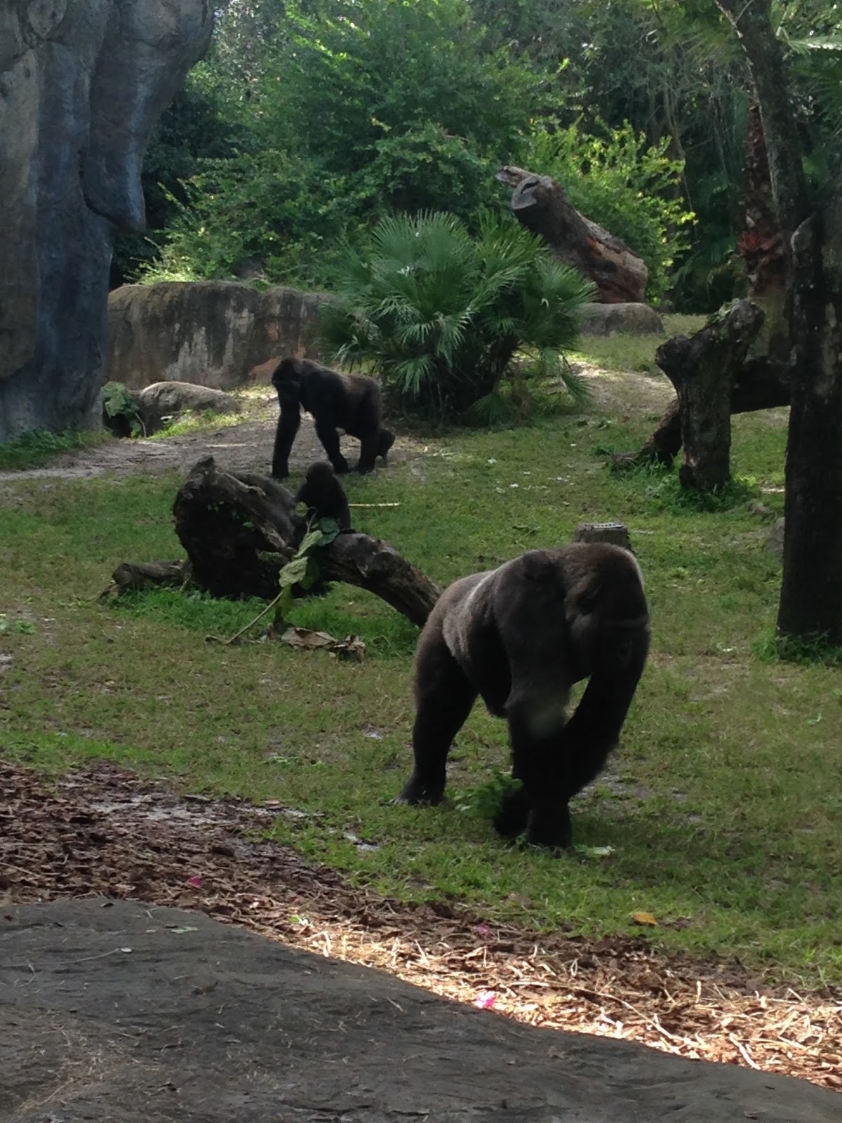 Amy's Creative Pursuits Our Visit to Busch Gardens
