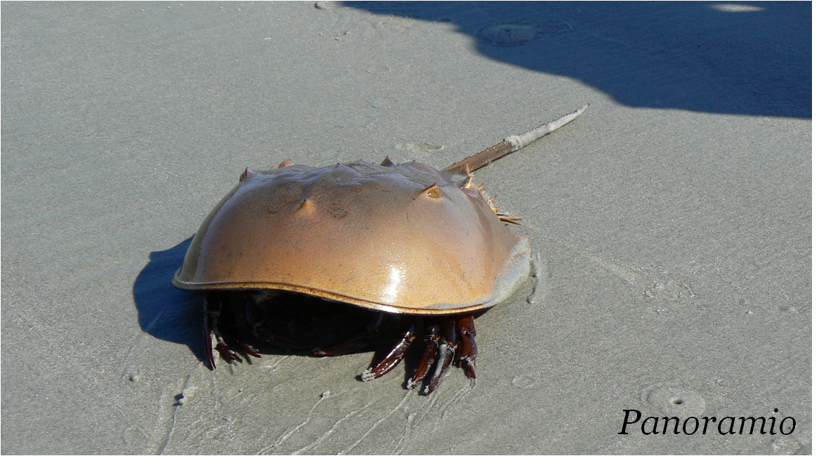 Snow Crab Love Crabday Horseshoe Crabs