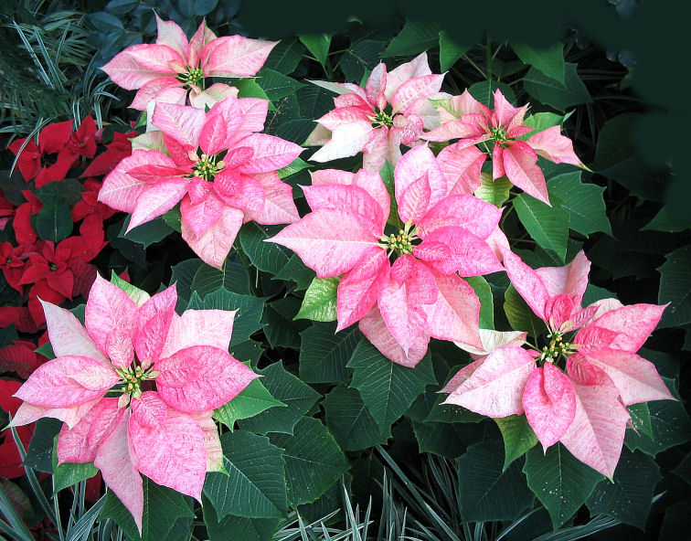 My Virtual Garden 2: Poinsettias for Christmas