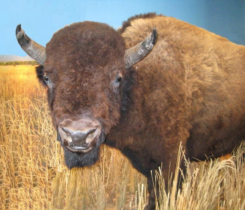 Woven Minutia: My Encounter with a Bison