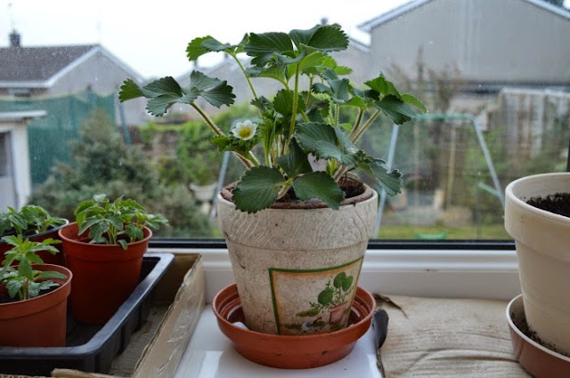 Ciptakan Suasana Hijau Dalam Ruangan Dengan Tanaman Buah Ciptakan Suasana Hijau Dalam Ruangan Dengan Tanaman Buah