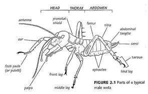 Gabriel @ Glenbrae School: August 2011