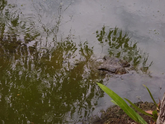 Same Croc, submerging