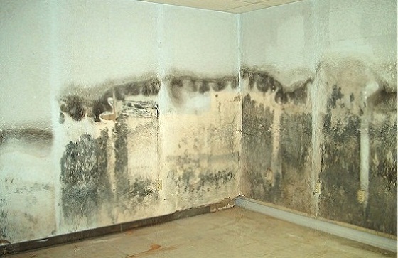 Odgrzybianie ścian - usuwanie pleśni i grzyba ze ścian, sufitu, cennik