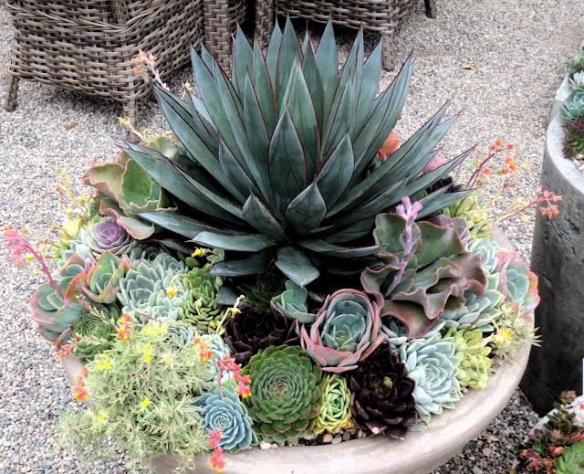 Late to the Garden Party: Nursery Visit: Roger's Gardens