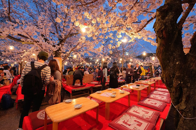 Maruyama Park Kyoto Sakura Hanami