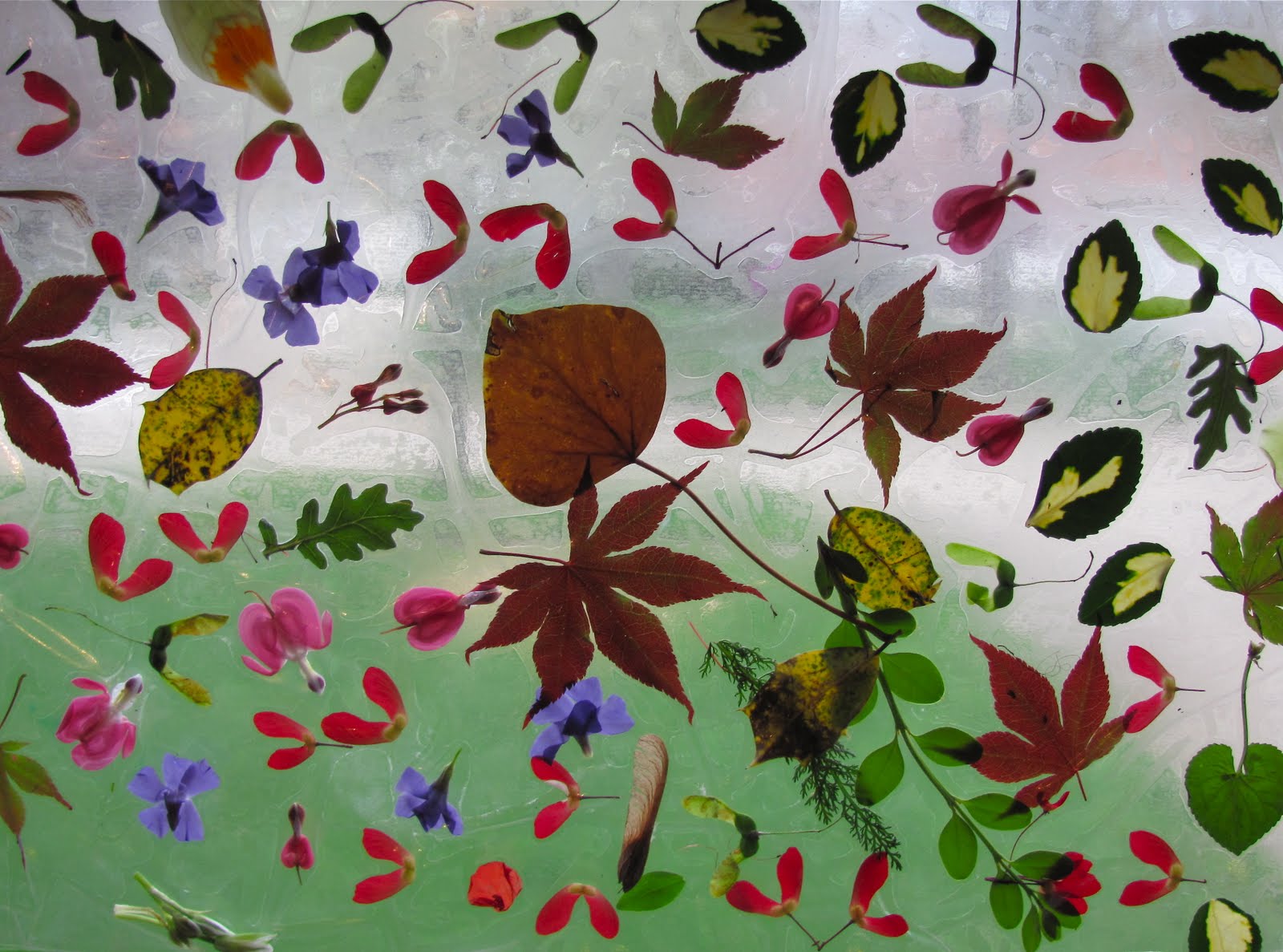 The Chocolate Muffin Tree Contact Paper Nature Collage