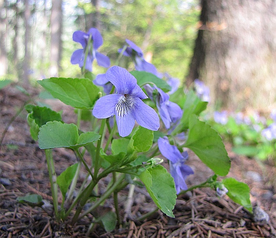 Fiołek leśny (Viola reichenbachiana).