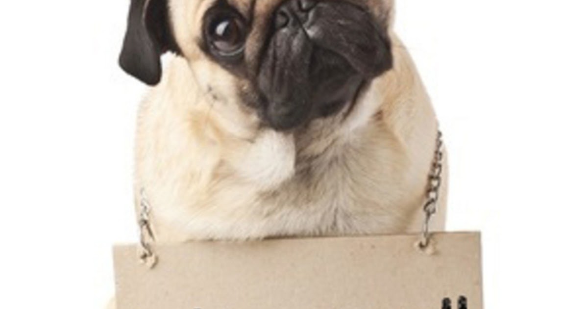 How to stop Dog Bad Behavior Problems Doglopedix