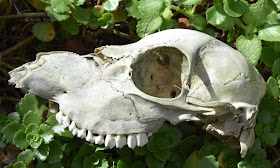 Hohenaspe Eine Gemeinde Stellt Sich Vor Juni 2017