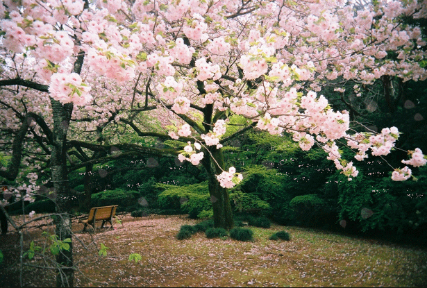  Gambar  Animasi Bergerak  Bunga  Sakura Jepang Yang Paling Cantik