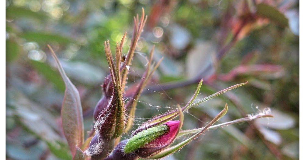 Heidi Horticulture Cnaemidophorus rhododactyla Larvae Eating Rose Buds