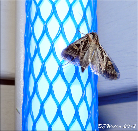 The Home Bug Garden Moth Week 6 Blacklighting for Moths Updated