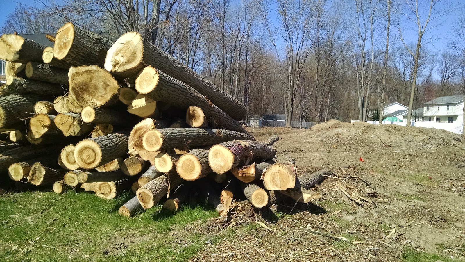 A View from the North Coast Wholesale Massacre of Trees in Northeast