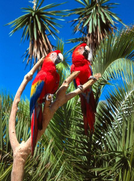Aves Del Mundo