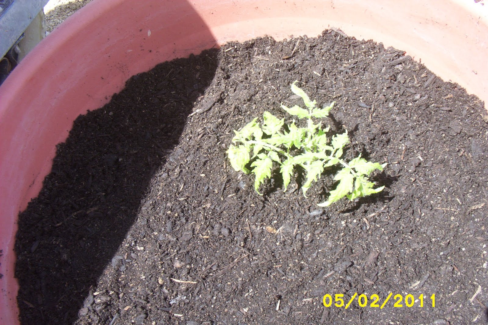 How Does My Garden Grow Planting Tomatoes