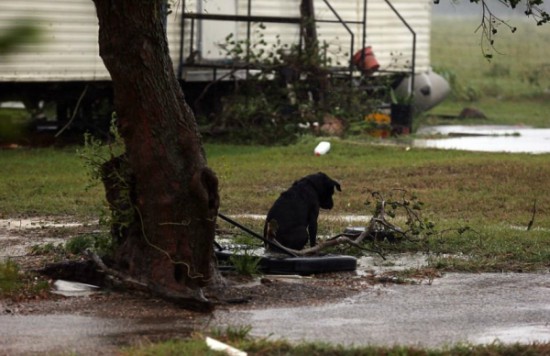 Σκύλοι που εγκαταλείφθηκαν, και απελπισμένοι ιδιοκτήτες που παλεύουν να σώσουν τα ζώα τους στο Τέξας 