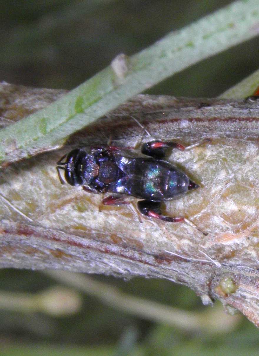 Arizona: Beetles, Bugs, Birds and more: 34 species of insects on Desert ...