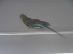 birds feng shui curtain bird rod pet care budgie feeding sleeping behaviour bathing pets guide sitting cures simple june