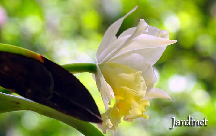 Quanto tempo leva para uma muda de orquídea cattleya florir? - Jardinet