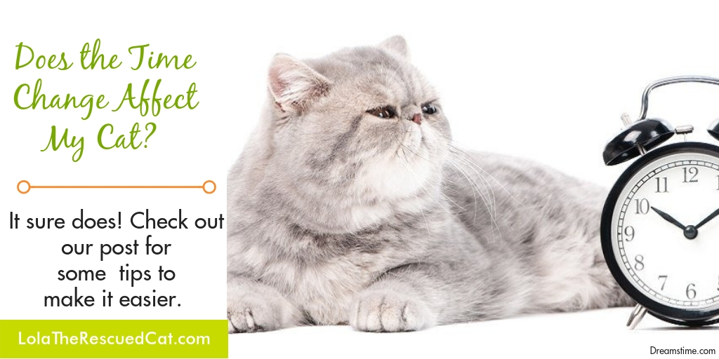 Does The Time Change Affect My Cat? You Bet It Does! Lola The Rescued Cat