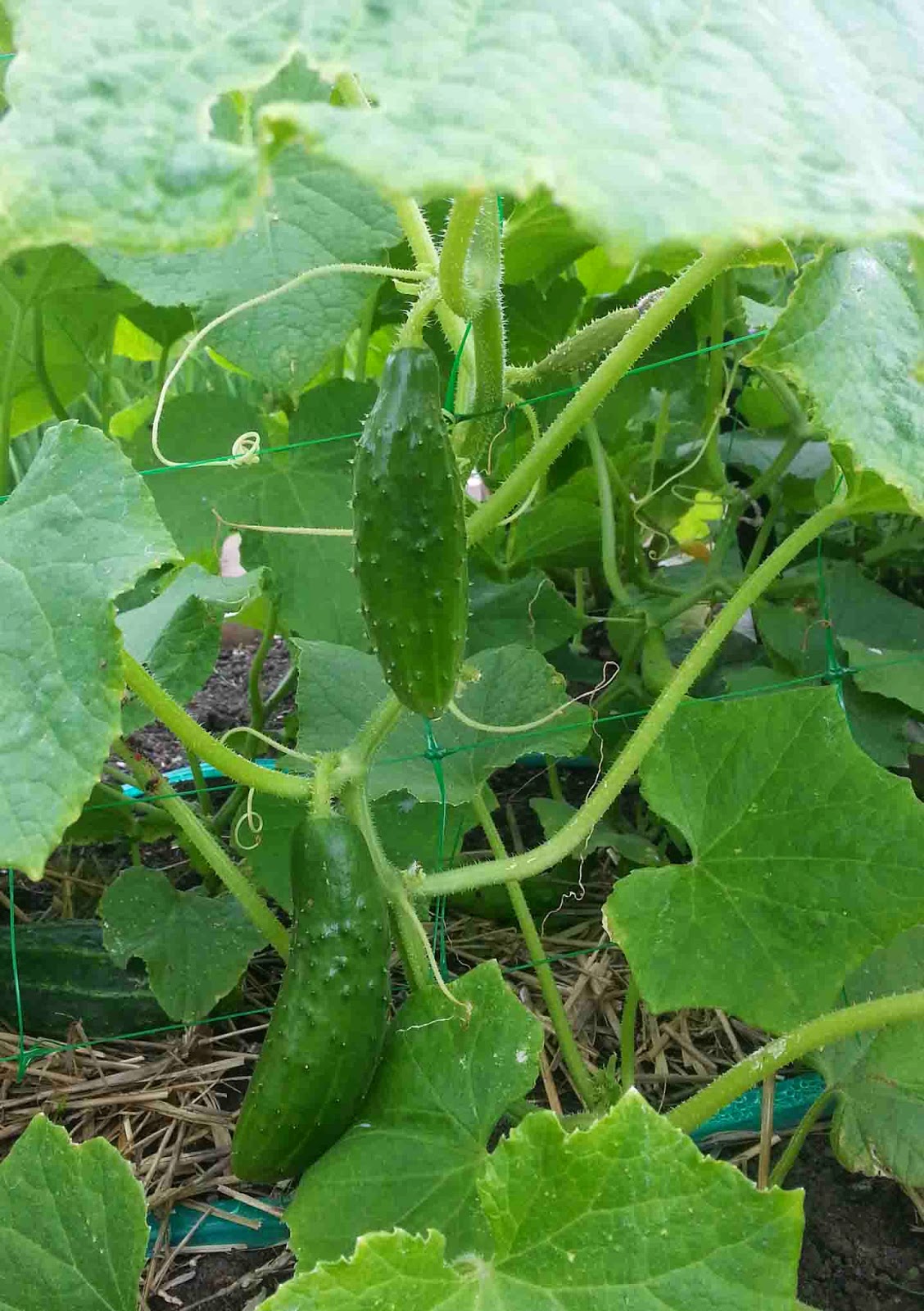 Homegrown - Adventures in my Garden: End of Season Review - Cucumbers