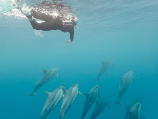 http://www.tropicallight.com/water/dolphins/13mar18dolphins/13mar18dolphins.html