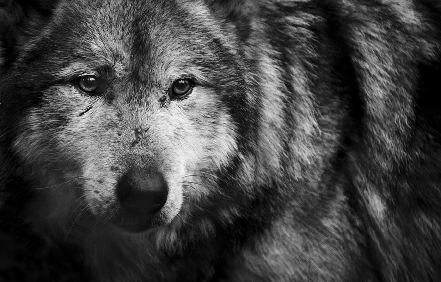 Wolf Photos Pictures Of Wolf - HD Animal Wallpapers