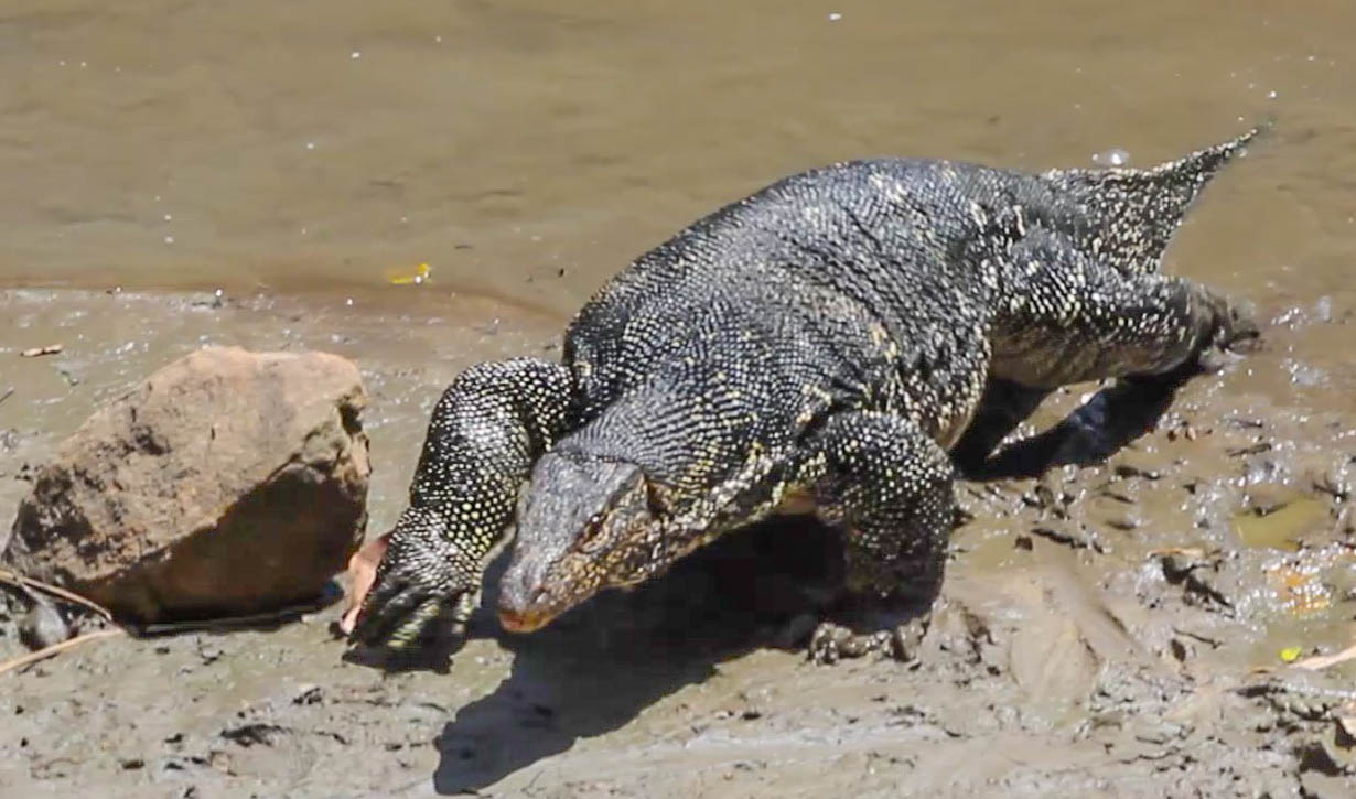 Cannundrums: Asian Water Monitor
