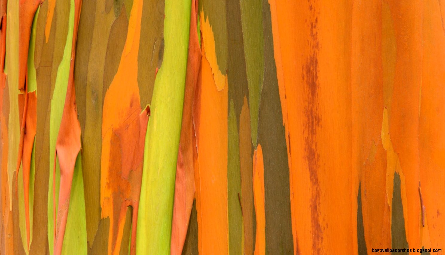 Tree pattern 31763   Desktop Wallpapers   System wallpaper