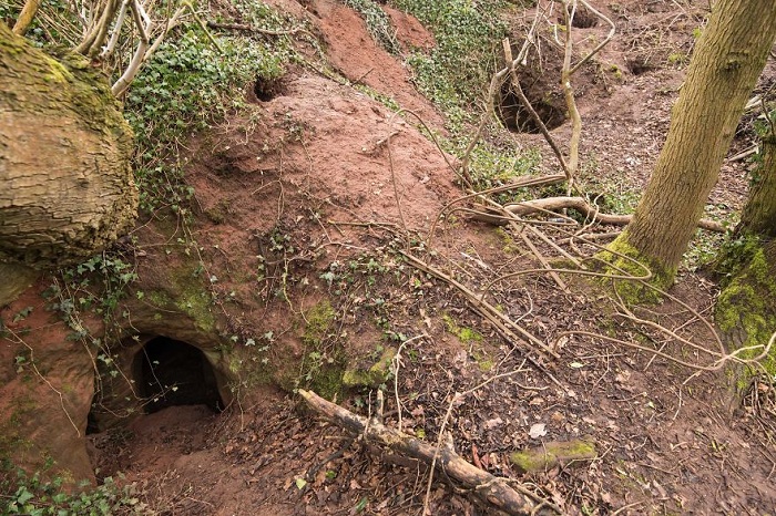 Un terrier de lapin mène à un réseau de caves secrètes de templiers vieilles de 700 Ans Un-Terrier-de-Lapin-m%25C3%25A8ne-%25C3%25A0-un-R%25C3%25A9seau-de-Caves-secr%25C3%25A8tes-de-Templiers-vieilles-de-700-Ans-01