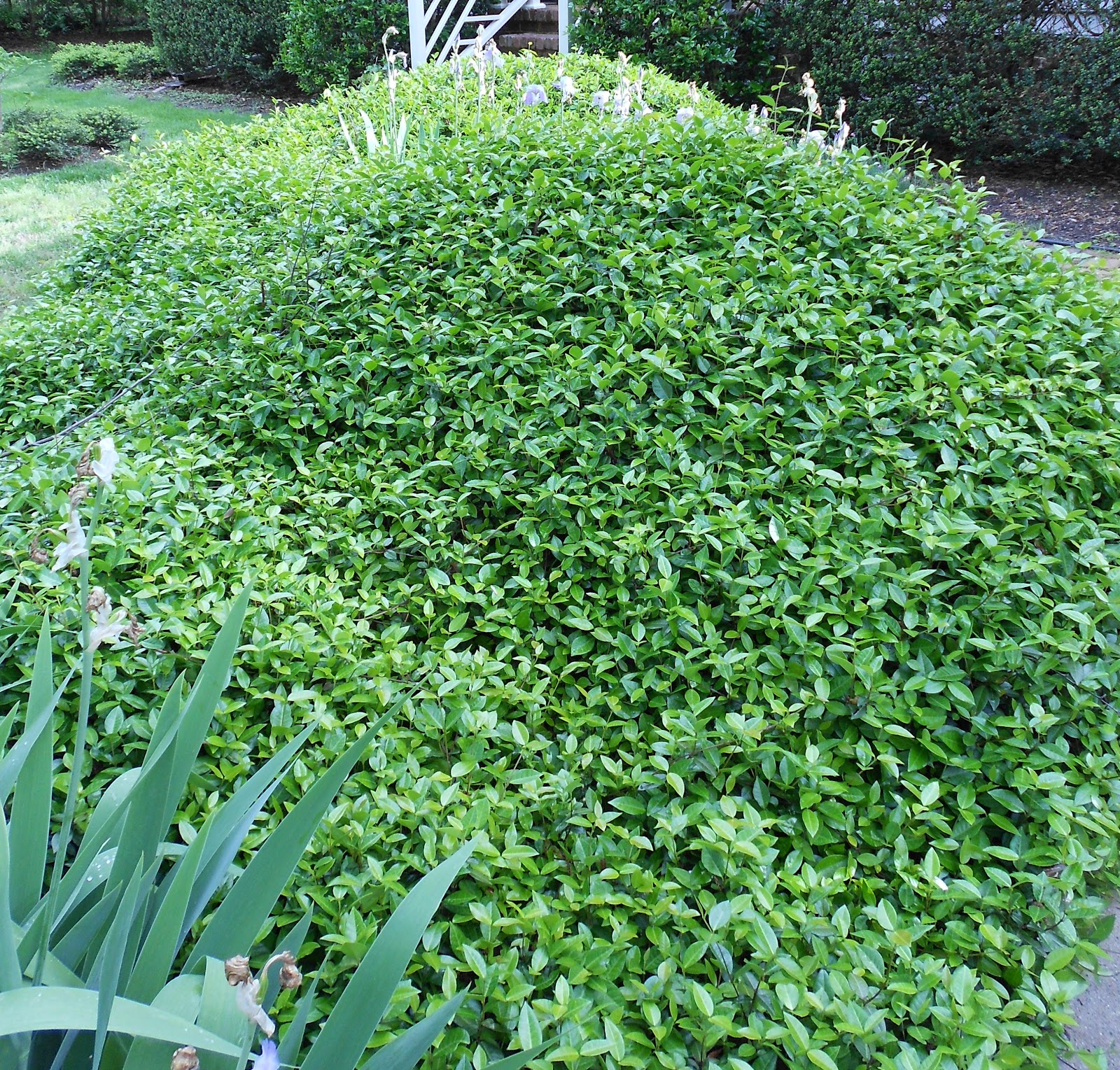 Still WatersNotes from a Virginia Shire Confederate Jasmine