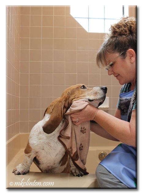 Bentley Basset Hound gives me a look of love during this bath.