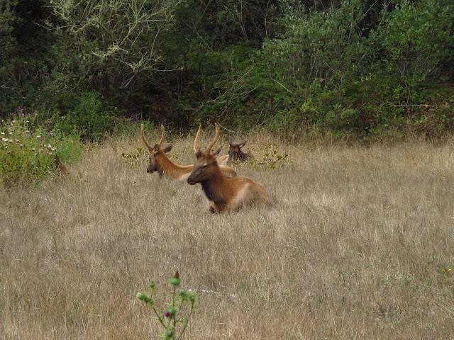 Elk Herd Northern California