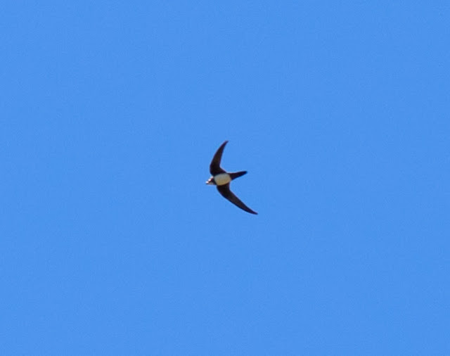 Alpine Swift - Asprokremmos Dam, Cyprus Alpine Swift - Asprokremmos Dam, Cyprus