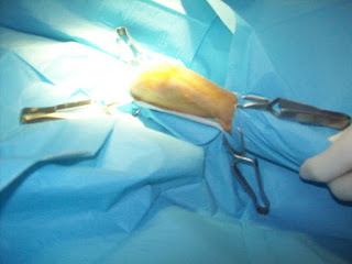 Ruptura prednjeg ukrštenog ligamenta Panvet dežurna veterinarska stanica Subotica