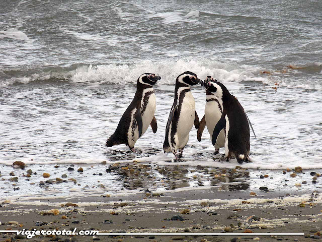 Chile - Punta Arenas - Pingüinos