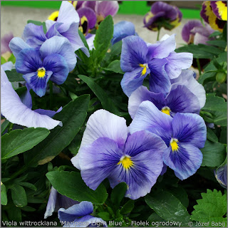 Viola wittrockiana 'Mariposa Light Blue' - Fiołek ogrodowy, bratek