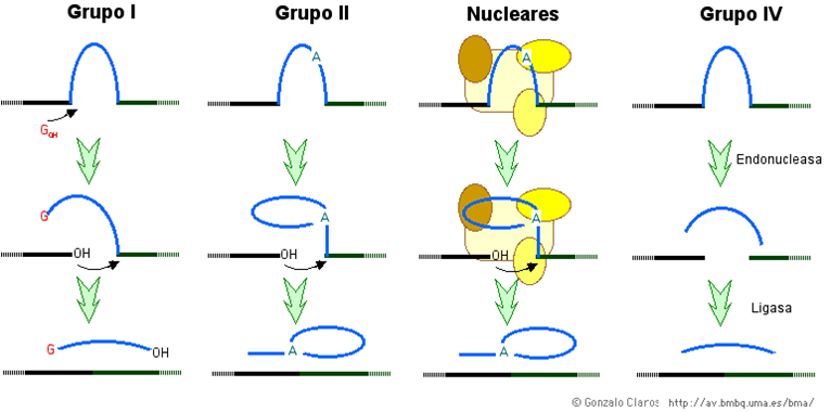 ḼїδβӚϯЧ ᴙ ⱥ ¶ ¶ ¶ ¶: 6.2.2 MODIFICACIONES POSTRANSCRIPCIONALES DEL RNA ...