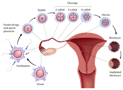 http://fertility-clinic.in/intra-cytoplasmic-sperm-injection-icsi/