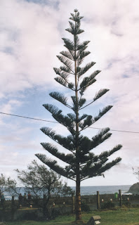 Guayaquil: árboles y plantas de su entorno: Especies arbóreas ornamentales