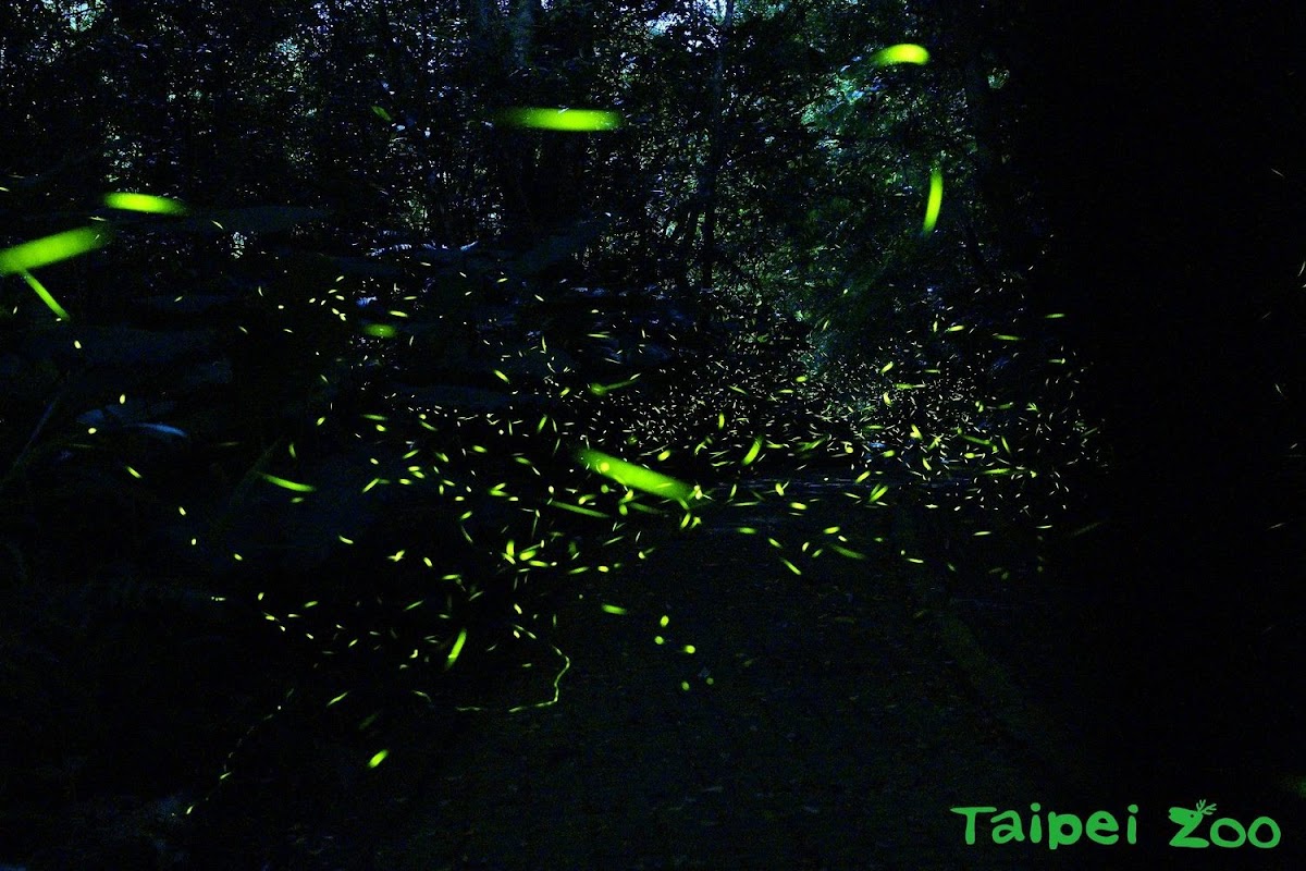 每年3到5月是台北市立動物園觀賞螢火蟲最佳的季節，位於昆蟲後方的蟲蟲探索谷可一睹螢火蟲發光美景！