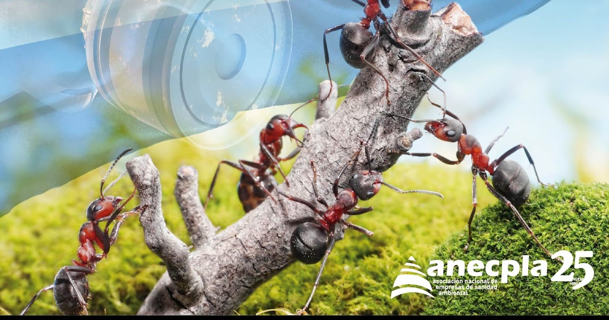 Control de Plagas en Sanidad Ambiental La guerra química de las hormigas argentinas