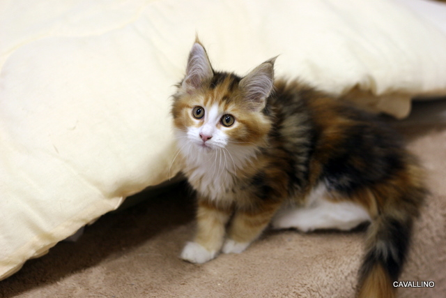 Cavallino 猫 ねこ ネコ ガブリエル ジョーズ ピラ子 ２回目のワクチン