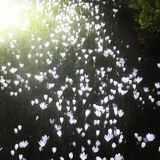 Lillies, White Lillies, Flowers, Nature, Garden