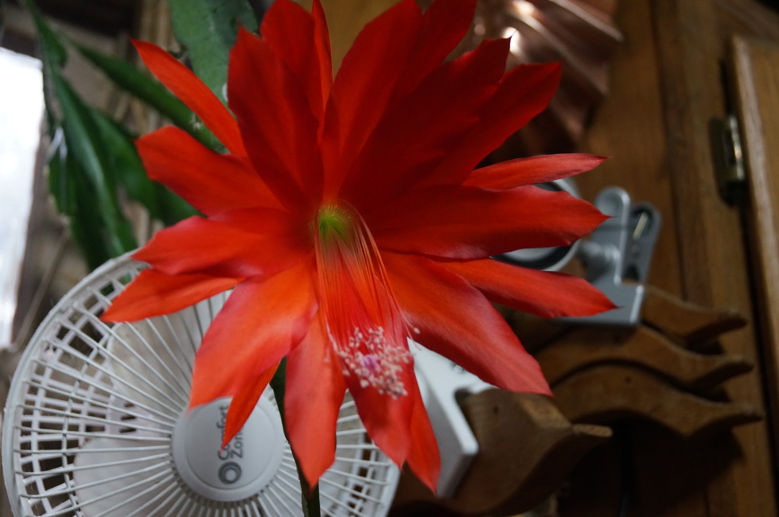 Shoreline Area News Photos New Year's Day flowers