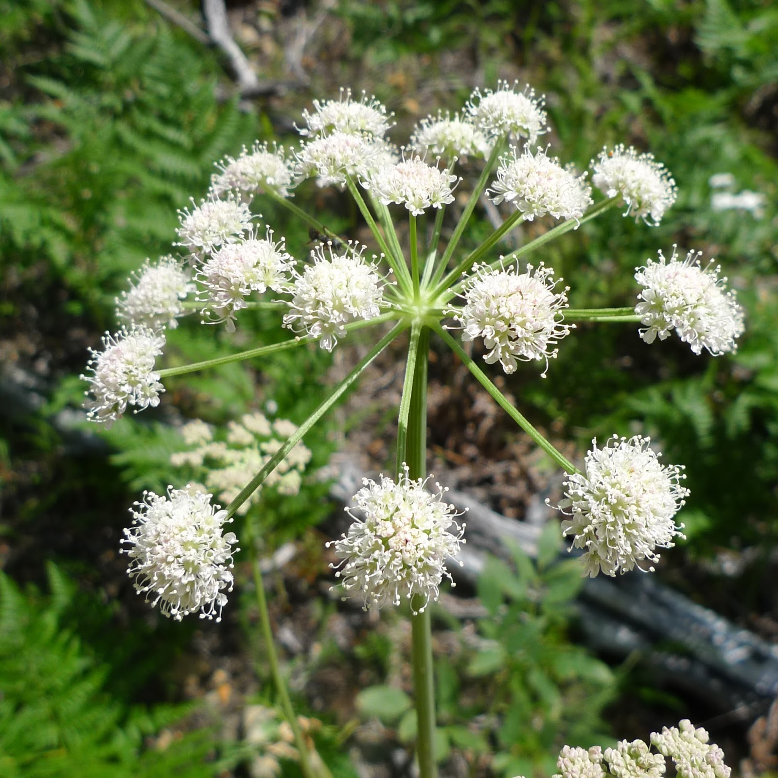 Wild Harvests Eating Angelica
