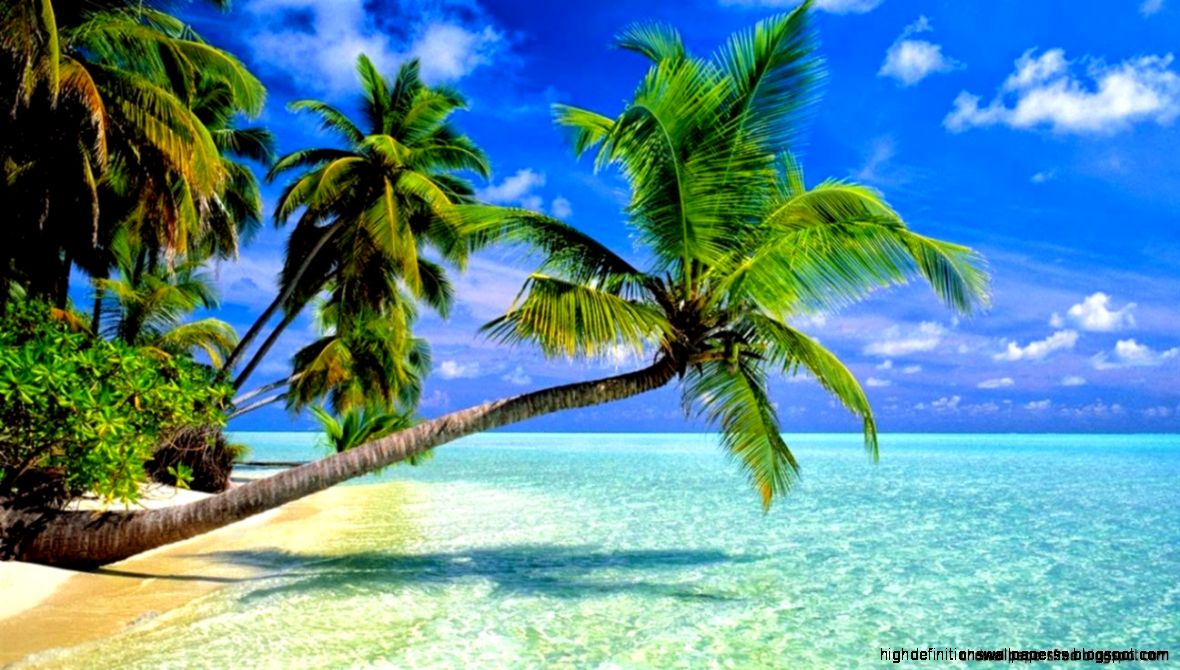 The Beach Island With Coconut Tree Wallpapers Hd | High Definitions ...