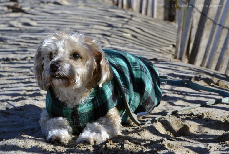 Yorkie-poo at the beach cold day at the beach