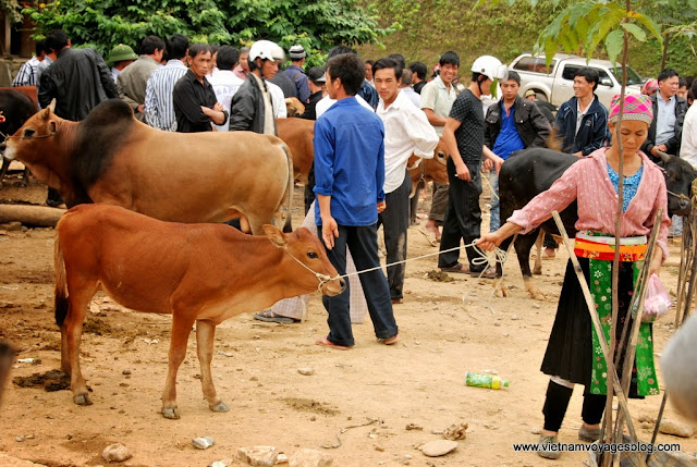 Trépidant au marché de boeuf à Bao Lam - Photo An Bui